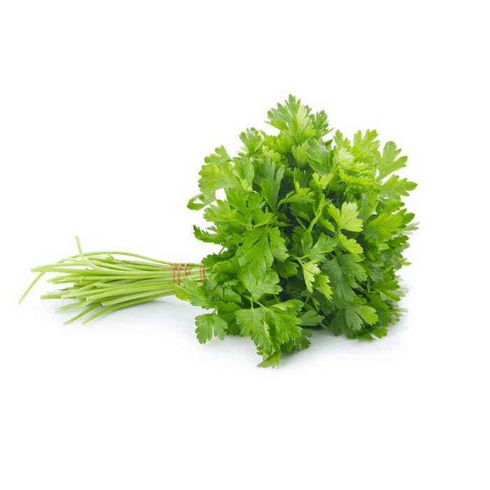 Cilantro Coriander Leaves 2 Ct